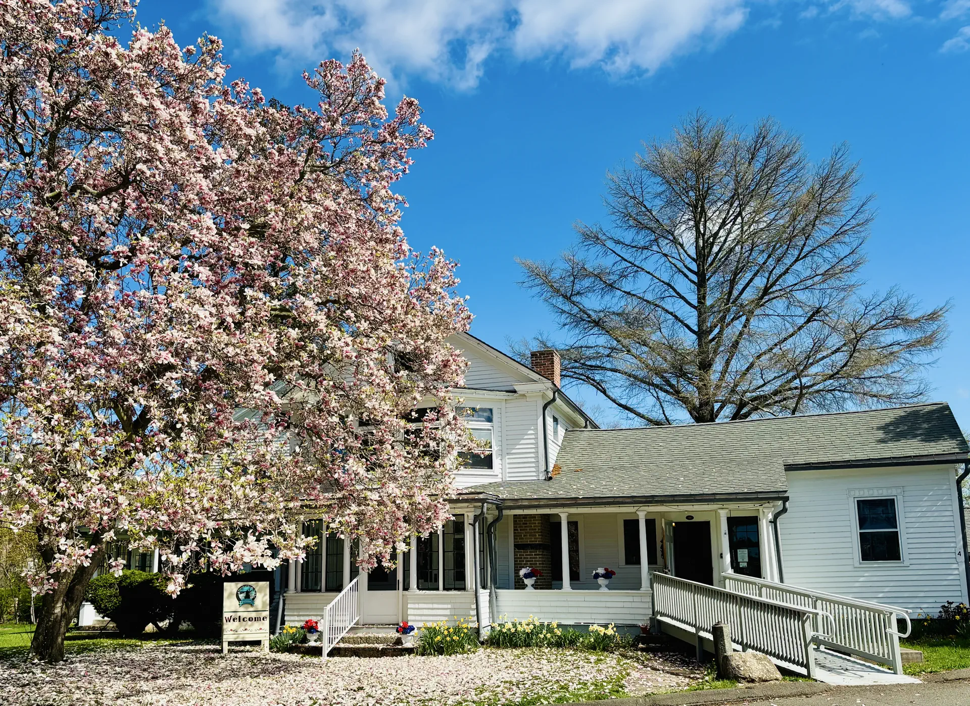 The Boothe Homestead framed by a blooming magnolia tree in spring