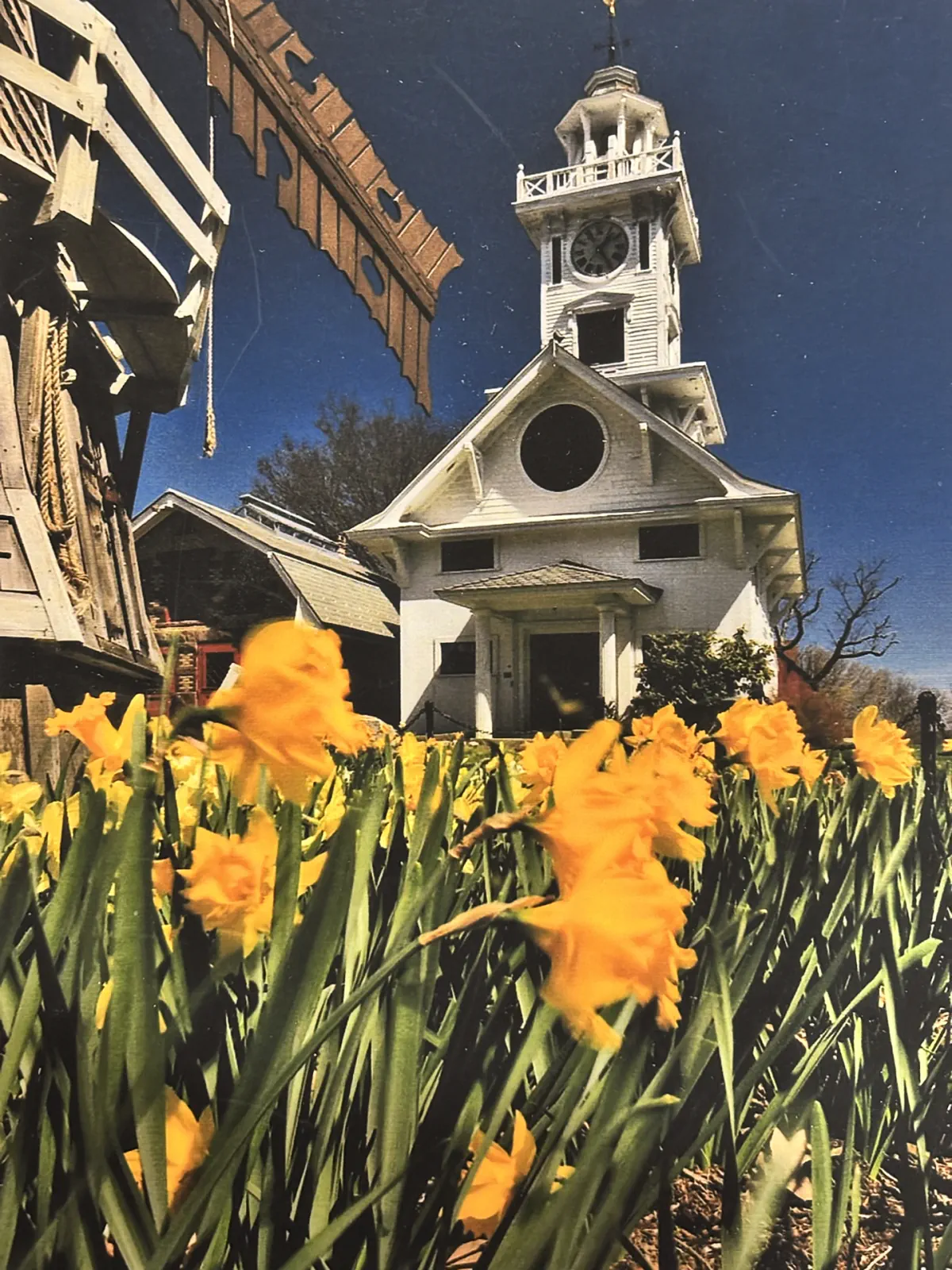 Clocktower Museum seen across a bed of yellow daffodils