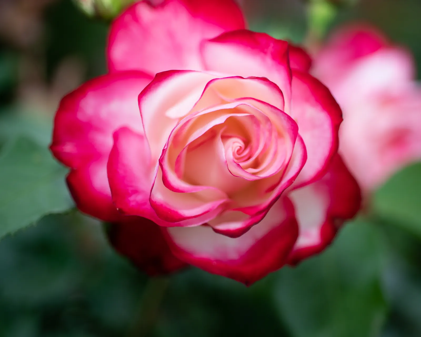 Pink and white rose blooming in the Boothe Park Rose Garden
