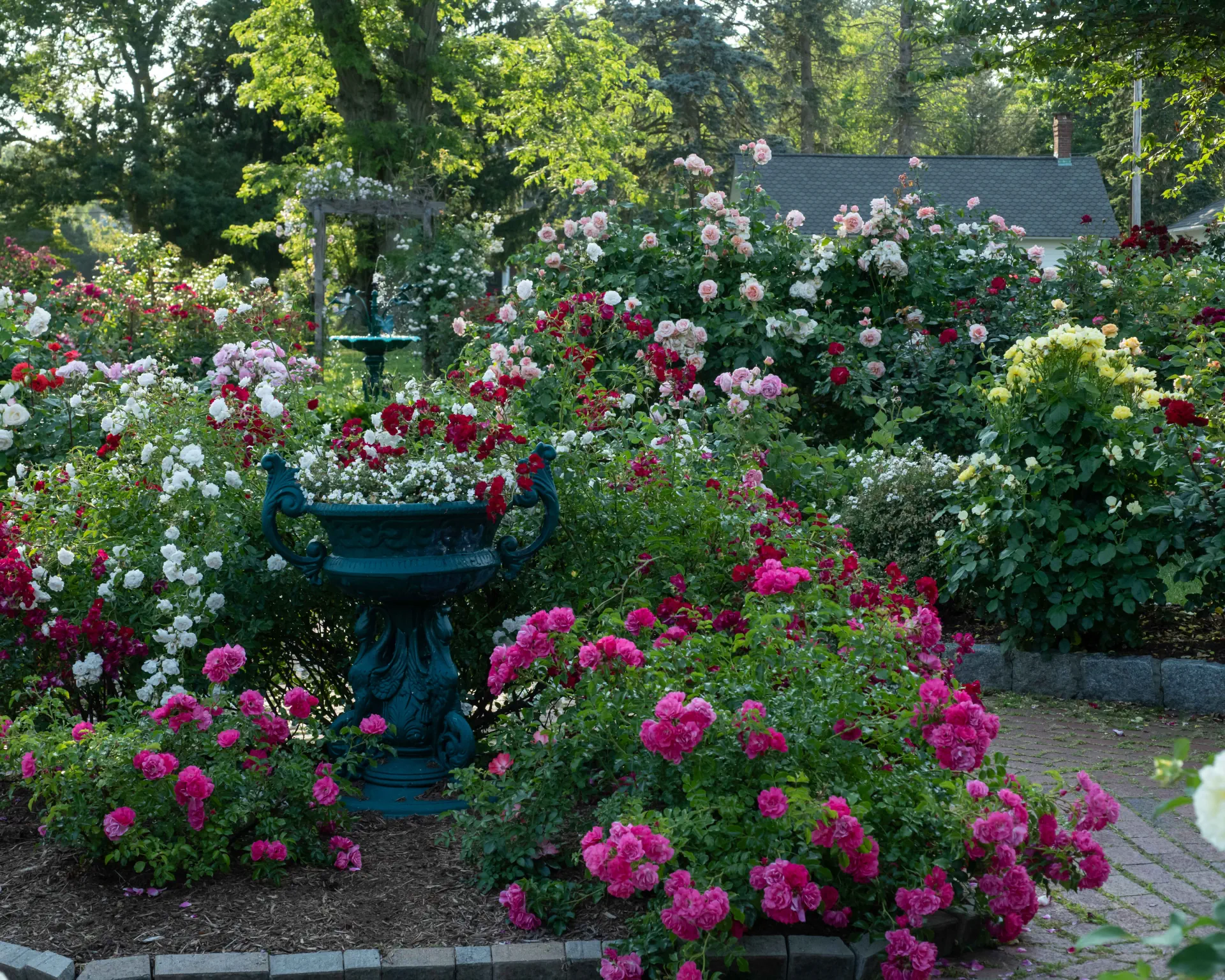 Roses blooming in the Rose Garden at Boothe Memorial Park
