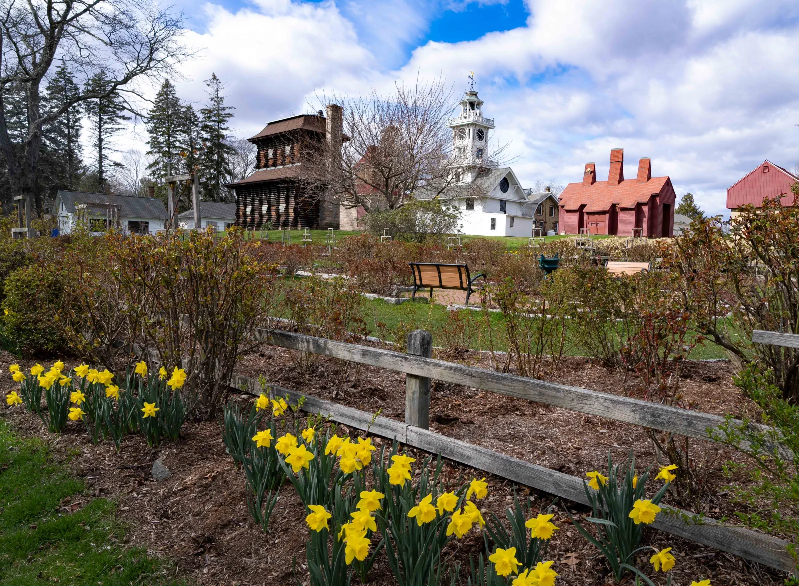 Spring view across the Rose Garden toward the Clocktower Museum and Redwood Building